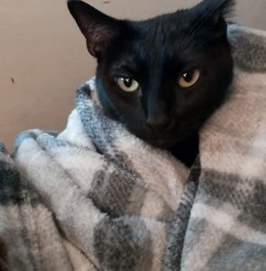 Meet your Posher, Kevin